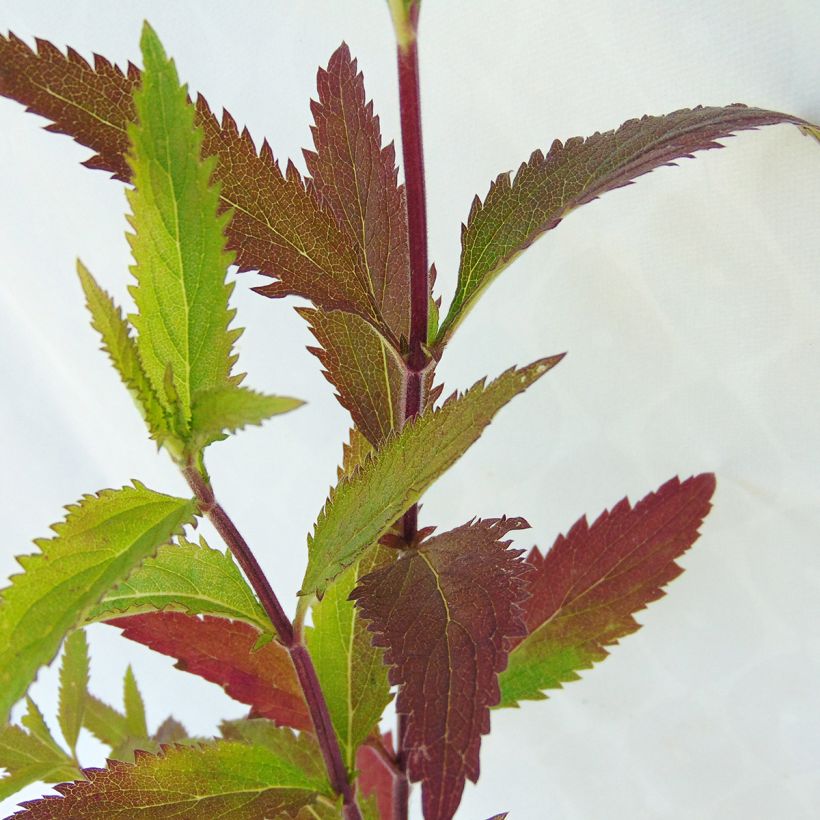 Verveine - Verbena hastata (Feuillage)