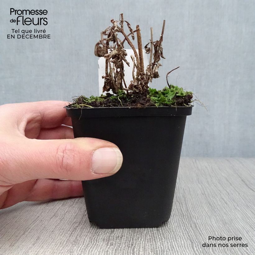 Spécimen de Verveine - Verbena hastata Rosea Godet de 8/9 cm tel que livré en hiver