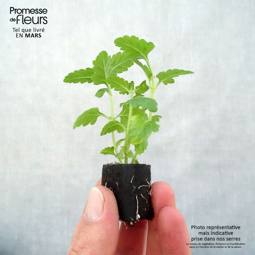 Spécimen de Verveine Virgo White Mini-motte Ø 3/4 cm, Livré en plant vert de 5 à 10 cm de hauteur tel que livré au printemps