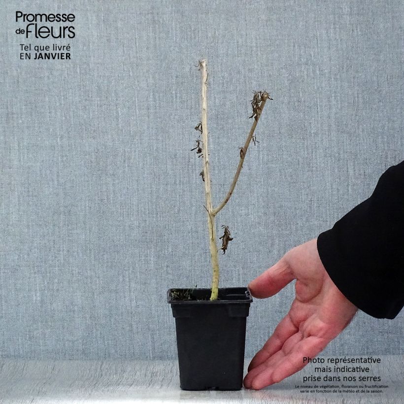 Spécimen de Verveine d'Argentine - Aloysia polystachya Godet de 7/8 cm tel que livré en hiver