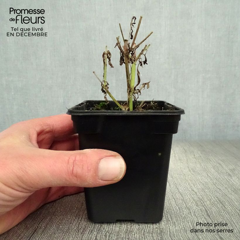 Spécimen de Verveine officinale BIO - Verbena officinalis Godet de 7/8 cm tel que livré en hiver