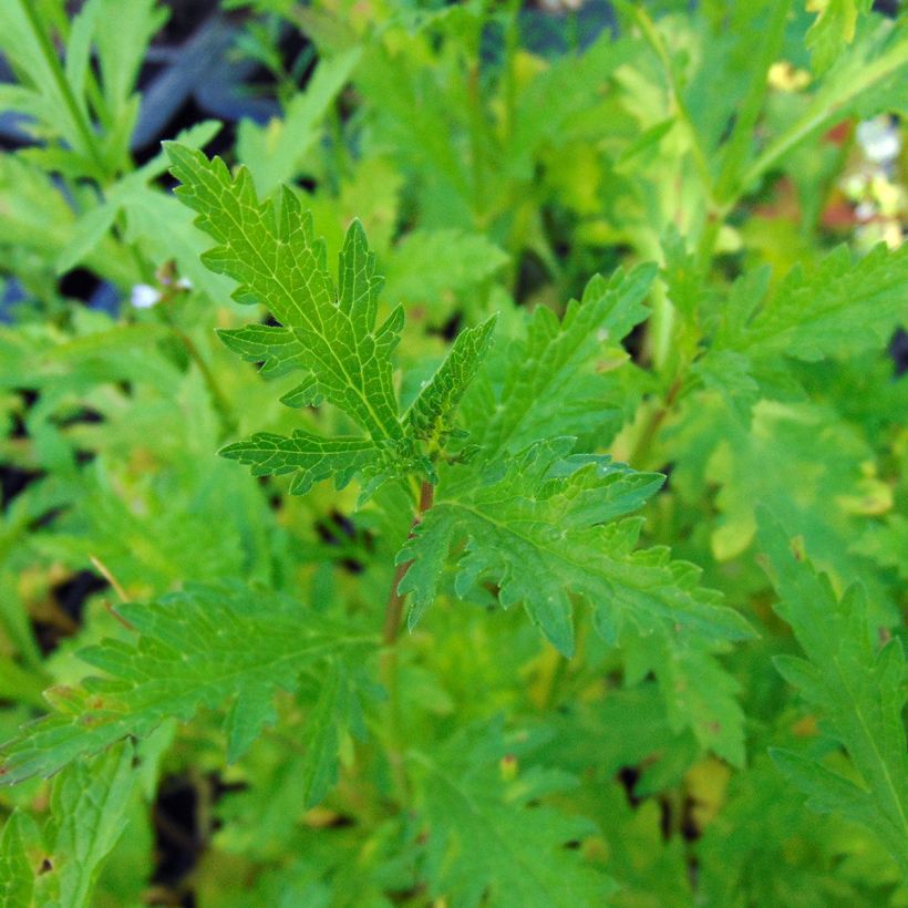Verveine officinale - Verbena officinalis (Feuillage)
