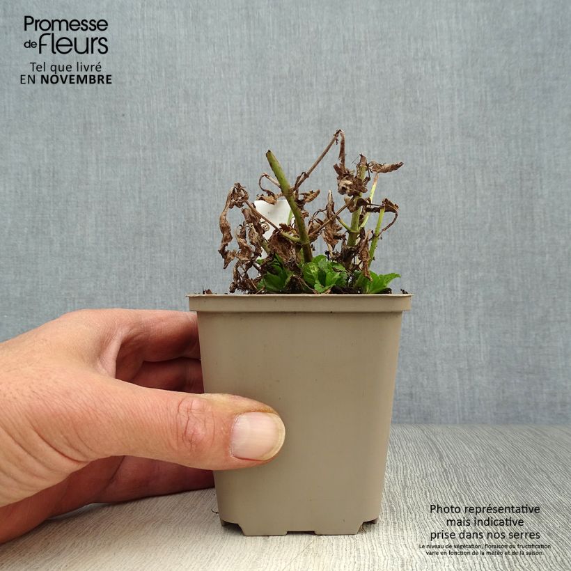Spécimen de Verveine officinale - Verbena officinalis Godet de 8/9 cm tel que livré en automne