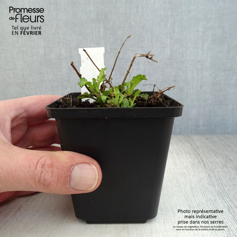 Spécimen de Verveine officinale - Verbena officinalis Godet de 8/9 cm tel que livré en hiver