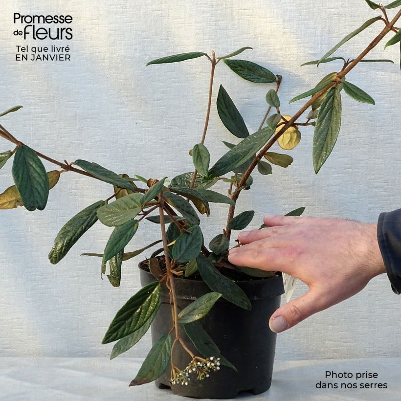 Spécimen de Viorne de Prague - Viburnum Pragense Pot de 3L/4L tel que livré en hiver