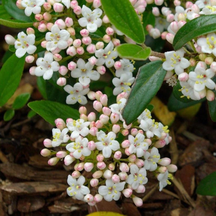 Viburnum burkwoodii Conoy - Viorne de Burkwood (Floraison)