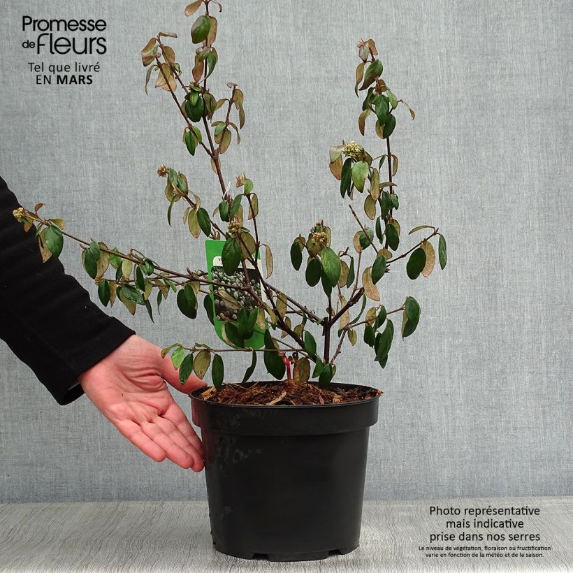 Spécimen de Viburnum burkwoodii Conoy - Viorne de Burkwood  Pot de 4L/5L tel que livré en hiver