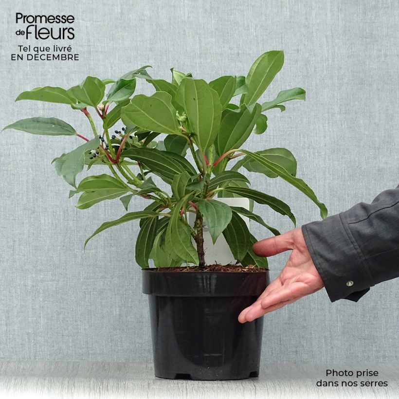Spécimen de Viburnum davidii - Viorne de David Pot de 3L/4L tel que livré en hiver