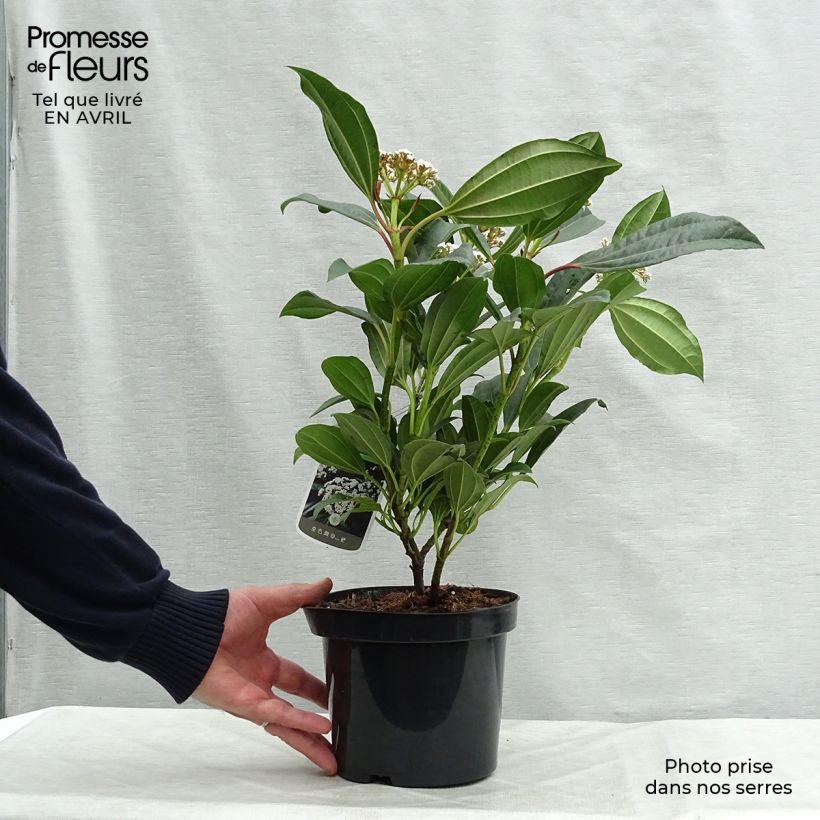 Spécimen de Viburnum davidii - Viorne de David Pot de 3L/4L tel que livré au printemps