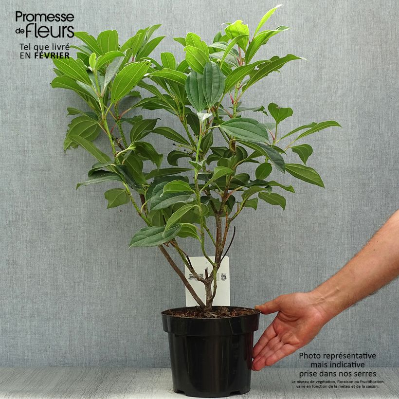Spécimen de Viburnum davidii - Viorne de David Pot de 3L/4L tel que livré en automne