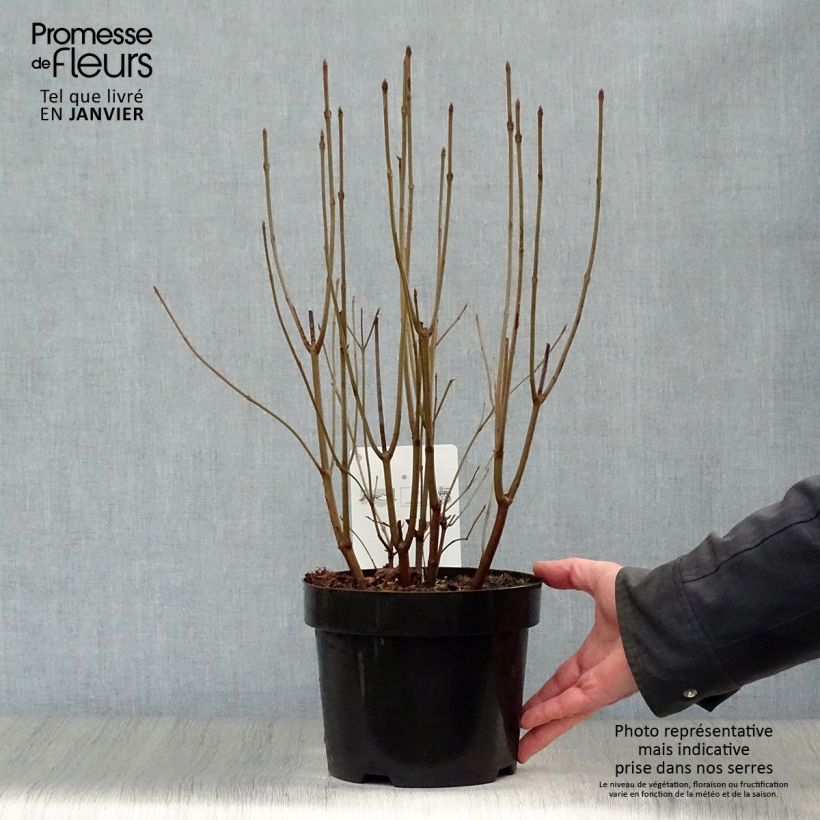 Spécimen de Viburnum dentatum Blue Muffin - Viorne dentée Pot de 3L/4L tel que livré en hiver