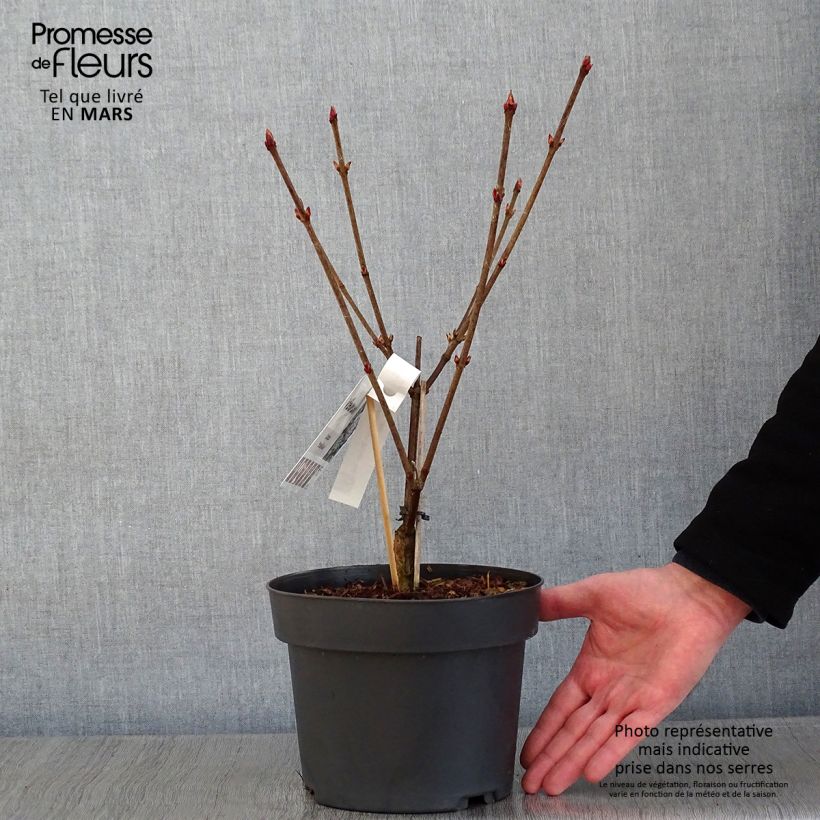 Spécimen de Viburnum dilatatum Michael Dodge Pot de 4L/5L tel que livré en hiver