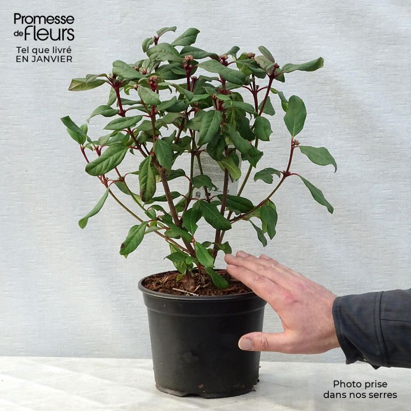 Spécimen de Viorne - Viburnum globosum Jermyns Globe Pot de 3L/4L tel que livré en hiver