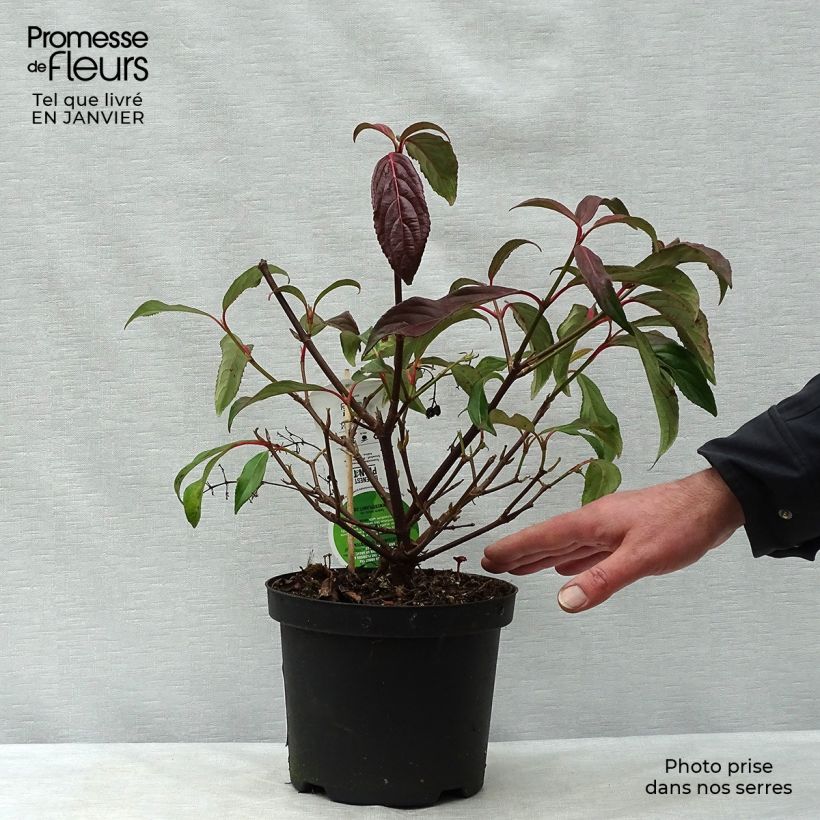 Spécimen de Viorne - Viburnum hillieri Winton Pot de 3L/4L tel que livré en hiver