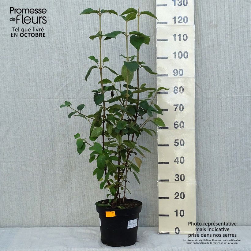 Spécimen de Viorne lantane -  Viburnum lantana Pot de 7,5L/10L tel que livré en automne