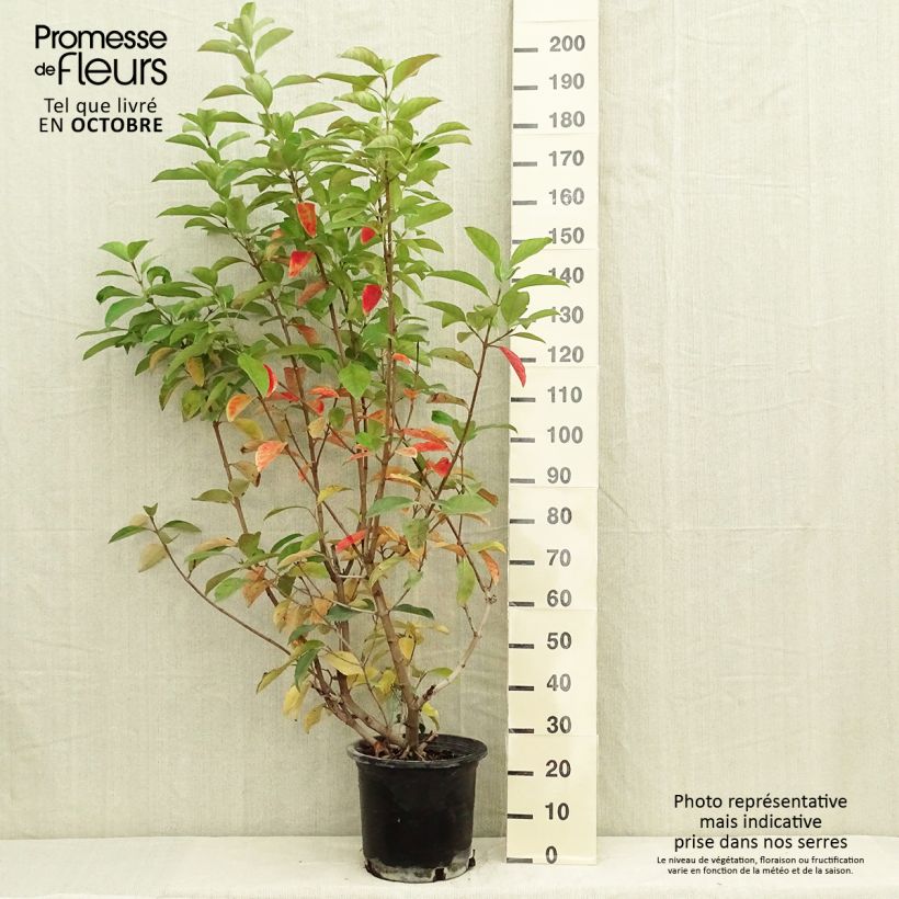 Spécimen de Viburnum lucidum - Viorne luisante Pot de 2L/3L tel que livré en automne