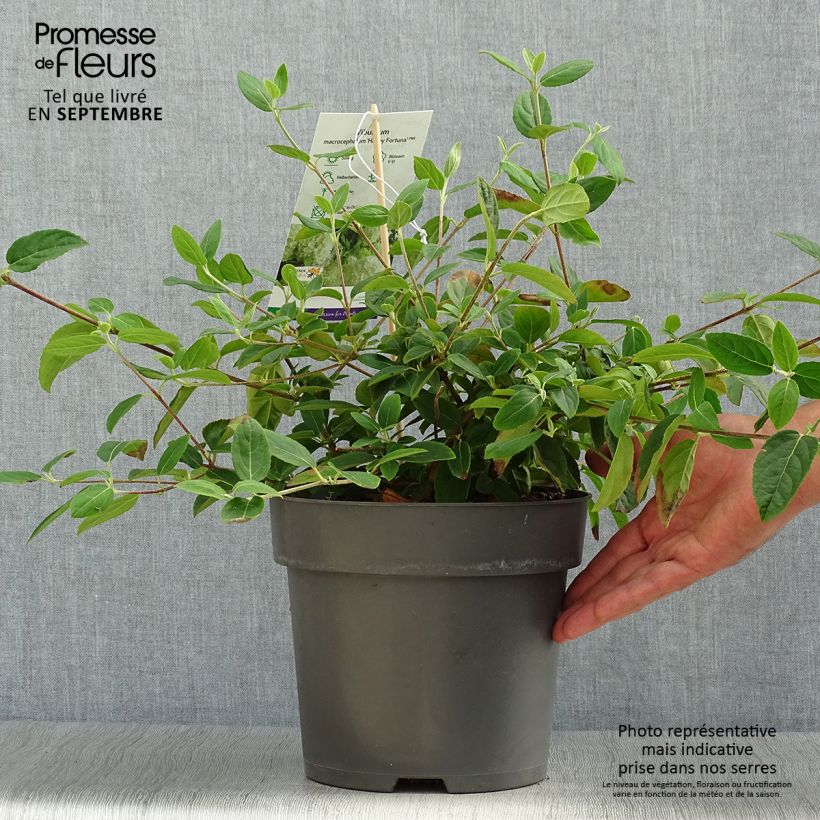 Spécimen de Viburnum macrocephalum Happy Fortuna - Viorne à grosse tête Pot de 3L/4L tel que livré en automne