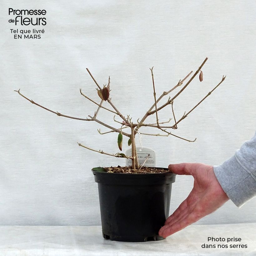 Spécimen de Viburnum macrocephalum Happy Fortuna - Viorne à grosse tête Pot de 3L/4L tel que livré au printemps