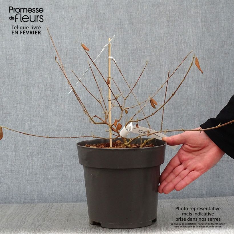 Spécimen de Viburnum macrocephalum Happy Fortuna - Viorne à grosse tête Pot de 3L/4L tel que livré en hiver