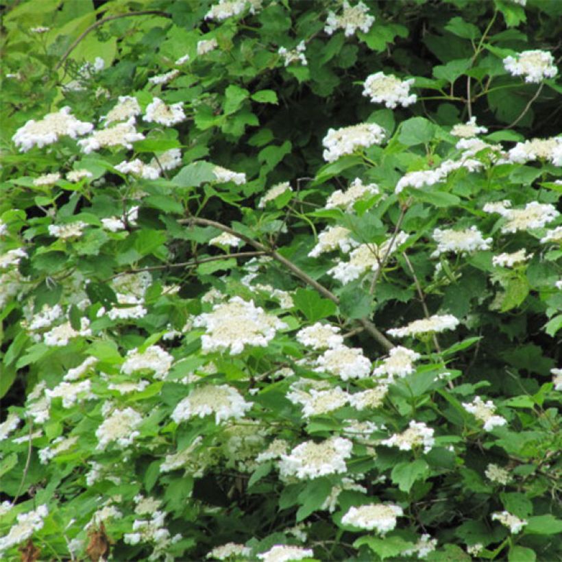 Viorne obier - Viburnum opulus (Floraison)