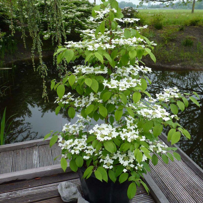 Viorne - Viburnum plicatum Kilimandjaro (Port)