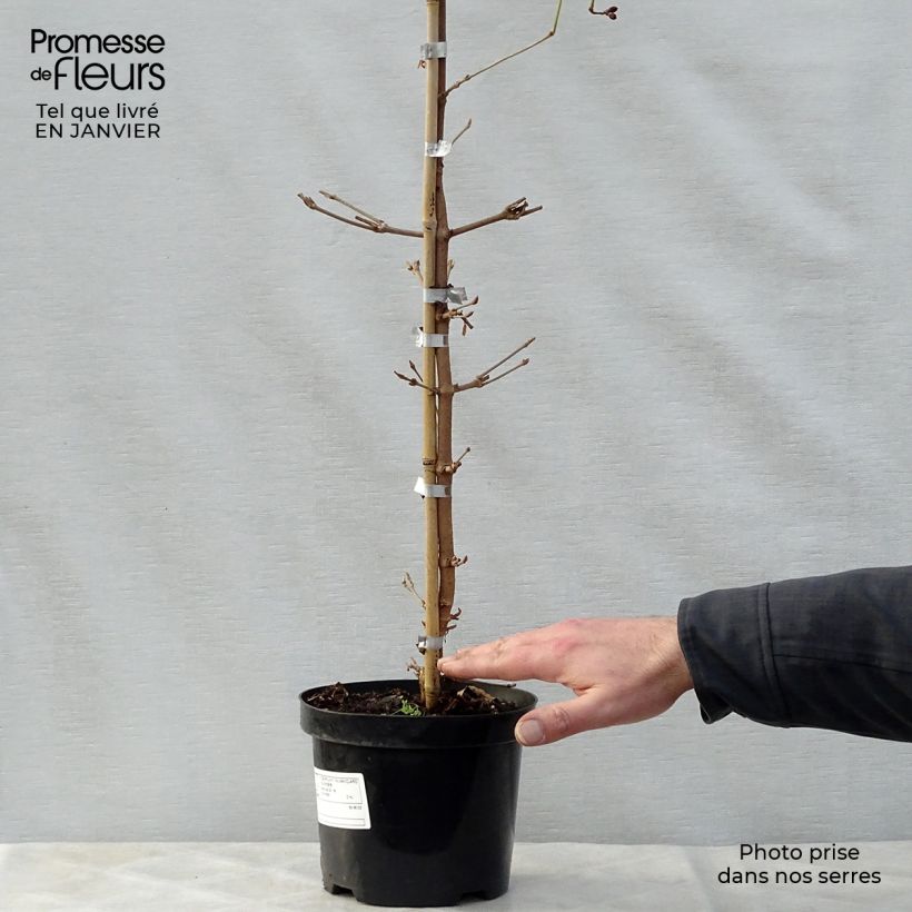 Spécimen de Viorne de Chine - Viburnum plicatum Kilimanjaro Sunrise Pot de 2L/3L tel que livré en hiver
