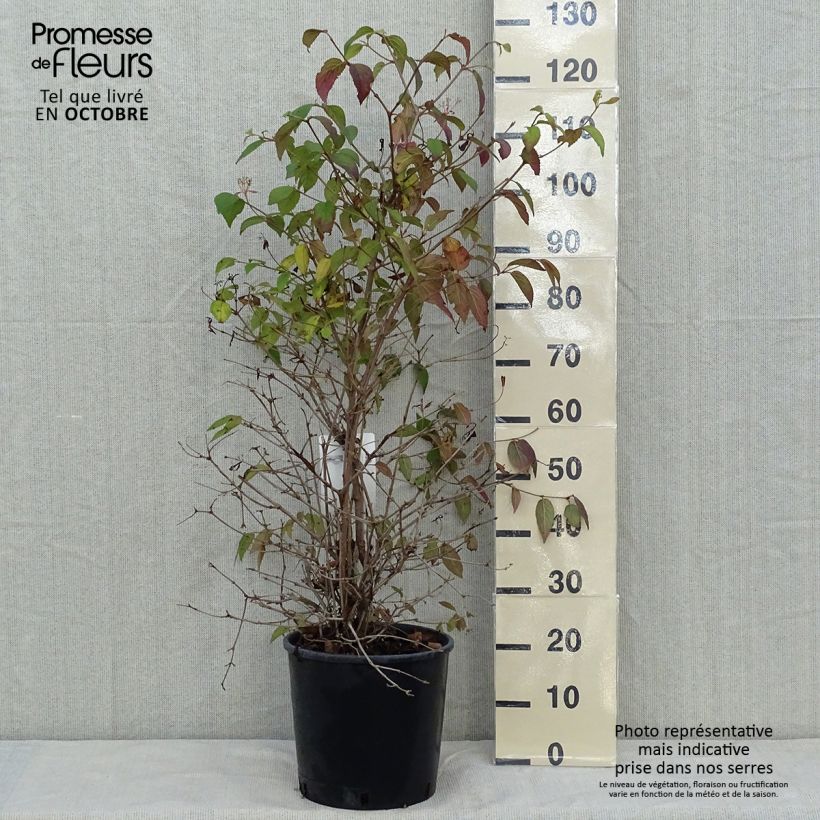 Spécimen de Viorne - Viburnum plicatum Watanabe Pot de 12L/15L tel que livré en automne