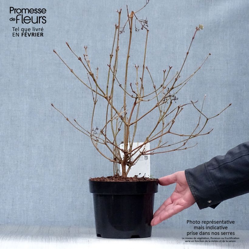Spécimen de Viorne - Viburnum plicatum Watanabe Pot de 3L/4L tel que livré en hiver