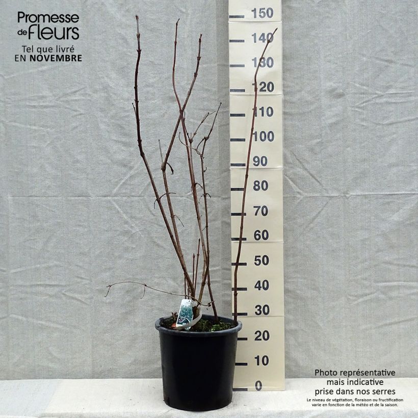 Spécimen de Viburnum sargentii Onondaga - Viorne  Pot de 18L/20L tel que livré en automne