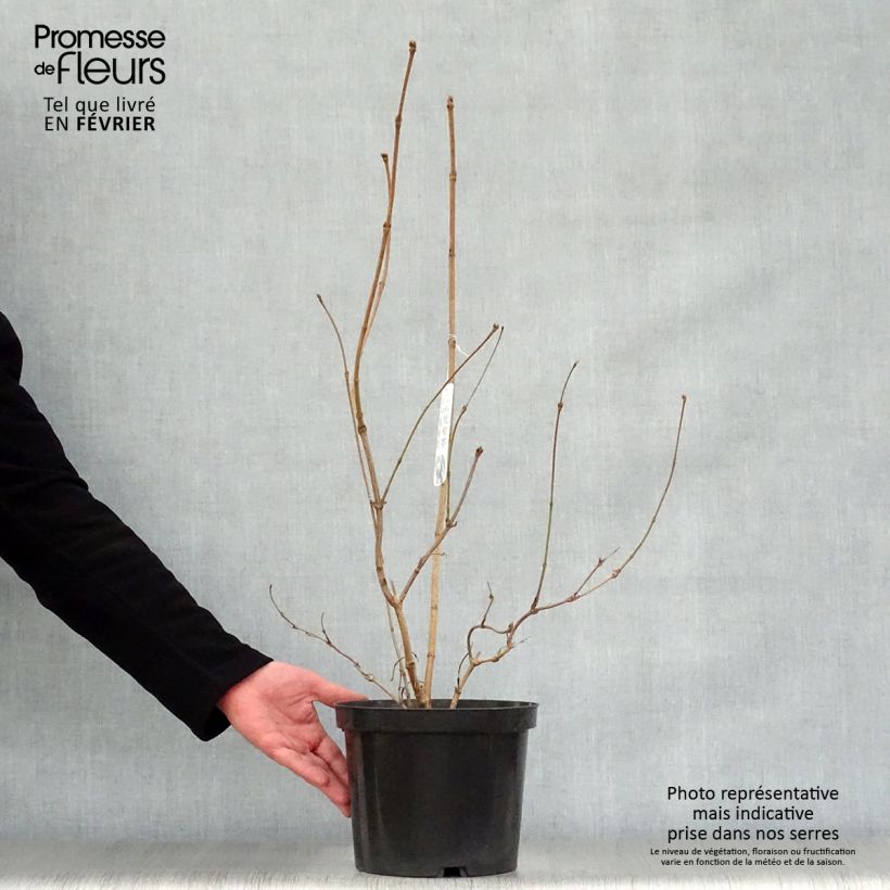 Spécimen de Viburnum sargentii Onondaga - Viorne  Pot de 2L/3L tel que livré en hiver