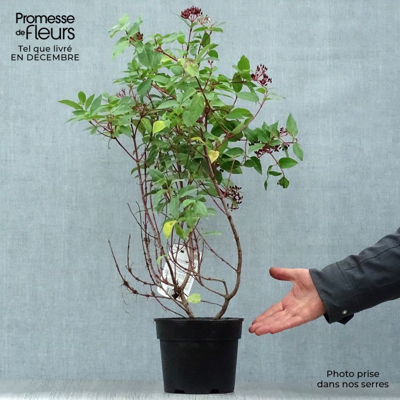 Spécimen de Viburnum tinus Eve Price - Laurier tin Pot de 2L/3L tel que livré en hiver