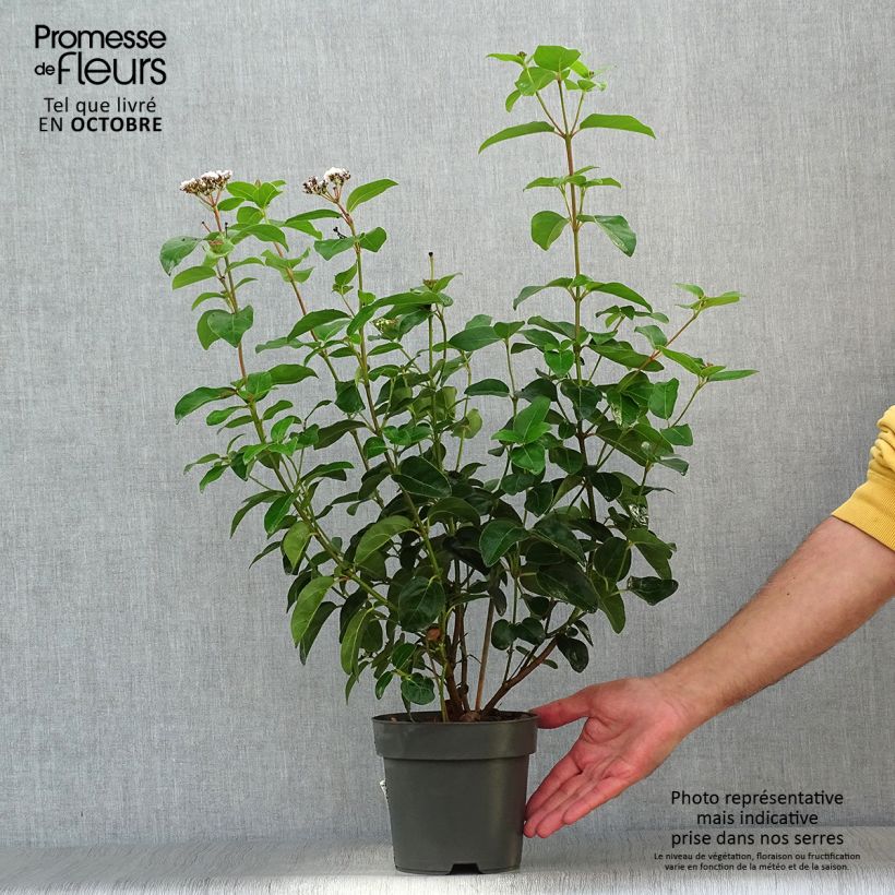 Spécimen de Viburnum tinus Eve Price - Laurier tin Pot de 2L/3L tel que livré en automne
