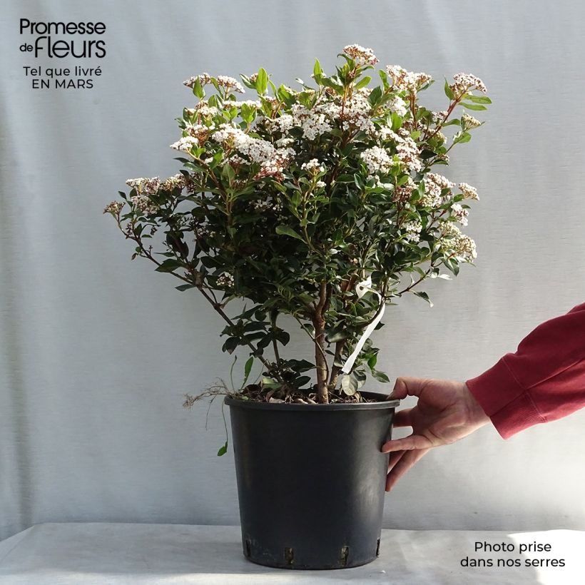 Amostra de Viburnum tinus Eve Price - Folhado Vaso de 7,5 L/10 L tal como entregue na primavera