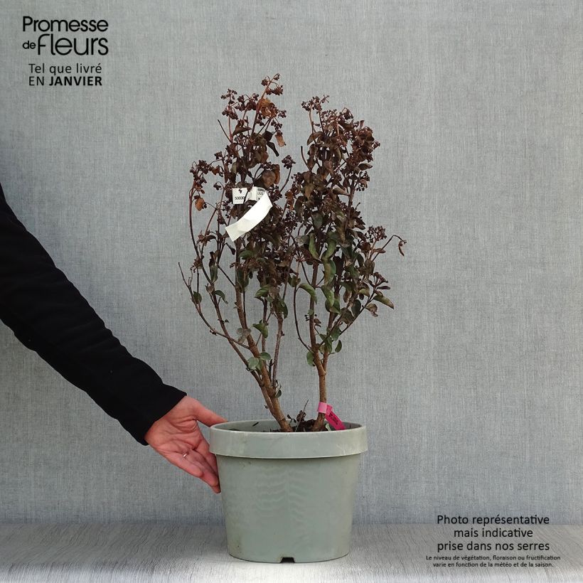 Spécimen de Viburnum tinus Lisarose - Laurier-tin rose Pot de 7,5L/10L tel que livré en hiver