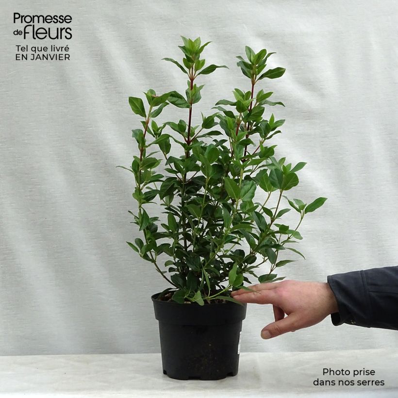Spécimen de Viorne, Laurier Tin - Viburnum tinus Pot de 2L/3L tel que livré en hiver
