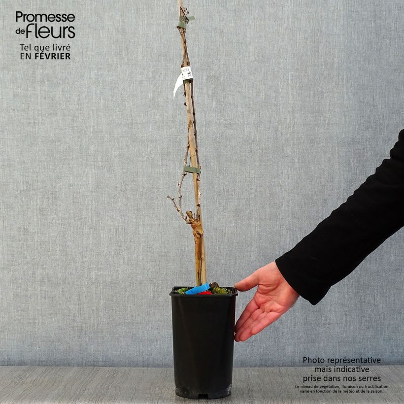 Spécimen de Vigne Alphonse Lavallée - Vitis vinifera  Pot de 1,5L/2L tel que livré en hiver