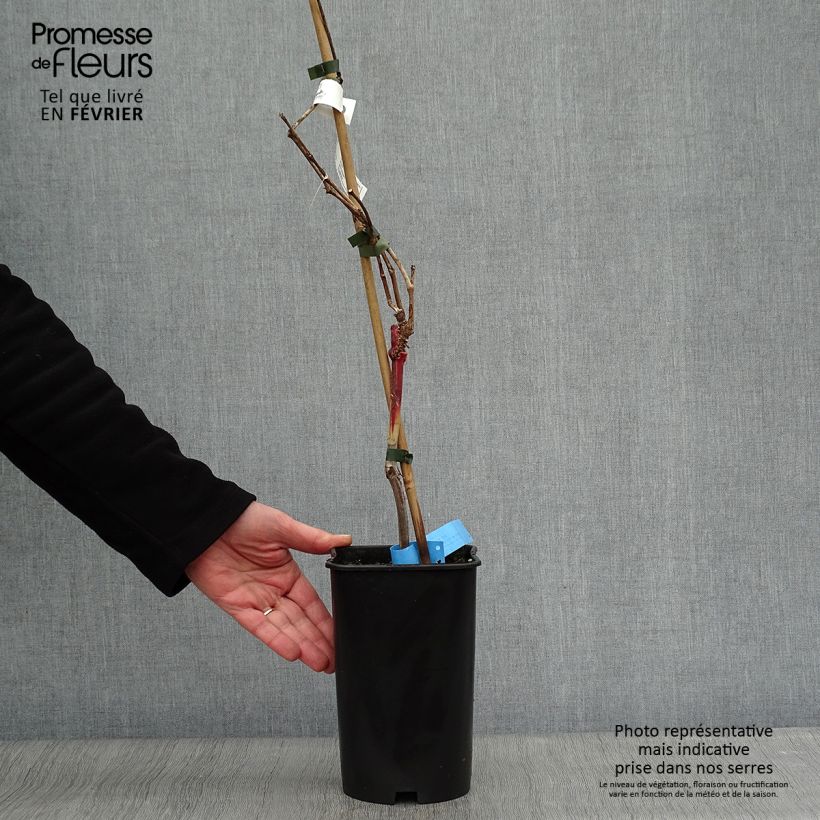 Spécimen de Vigne Ampelia Aladin Pot de 1,5L/2L tel que livré en hiver