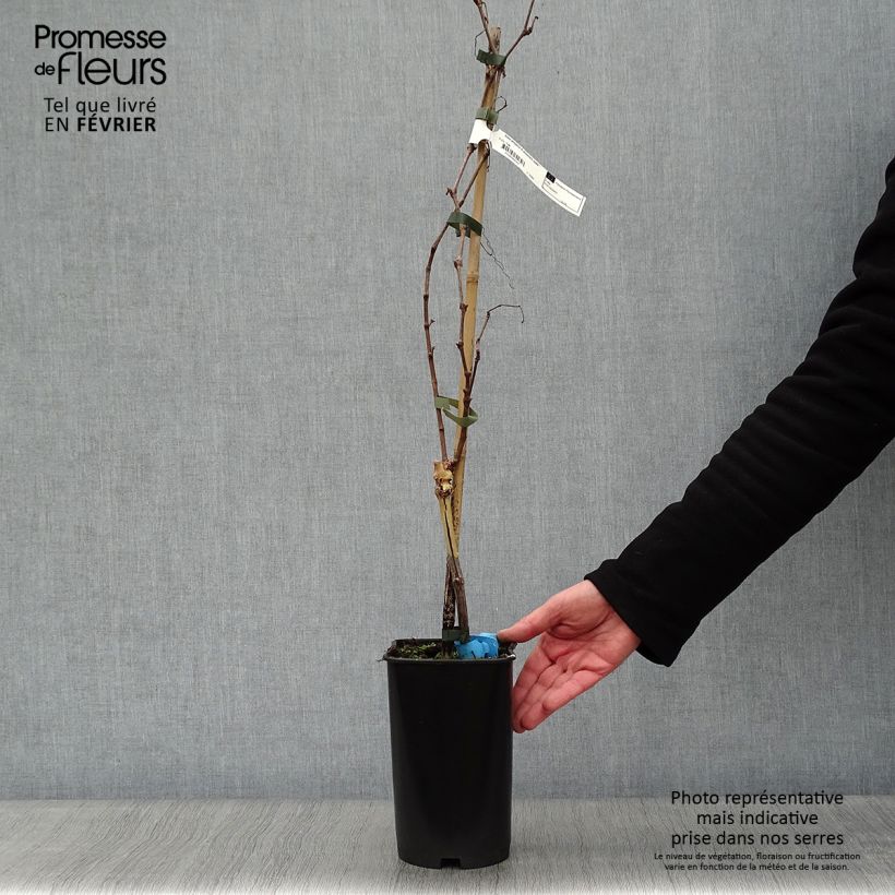 Spécimen de Vigne Ampelia Amandin Pot de 2L/3L tel que livré en hiver