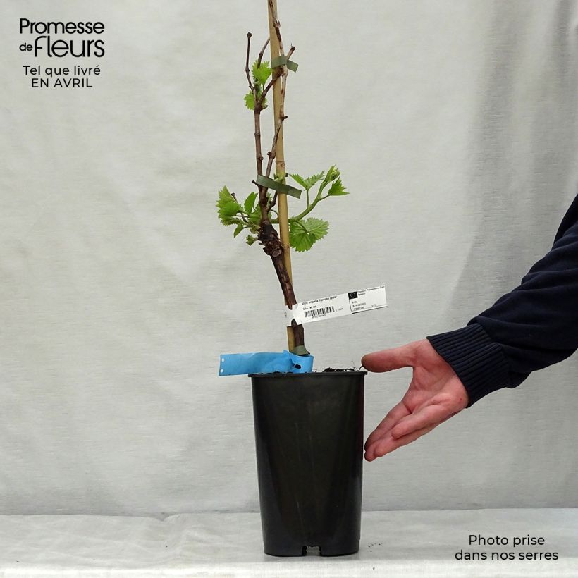 Spécimen de Vigne Ampelia Perdin Pot de 1,5L/2L tel que livré au printemps