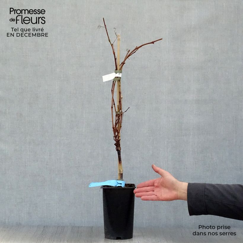 Spécimen de Vigne Ampelia Perdin Pot de 1,5L/2L tel que livré en hiver