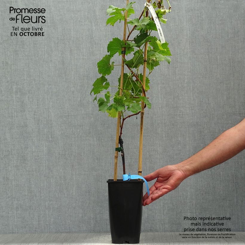 Spécimen de Vigne Ampelia Perdin Pot de 1,5L/2L tel que livré en automne