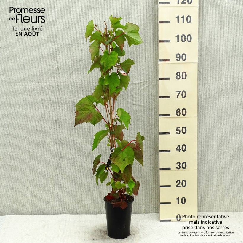 Spécimen de Vigne Amurensis - Vigne du fleuve Amour Pot de 3L/4L tel que livré en été
