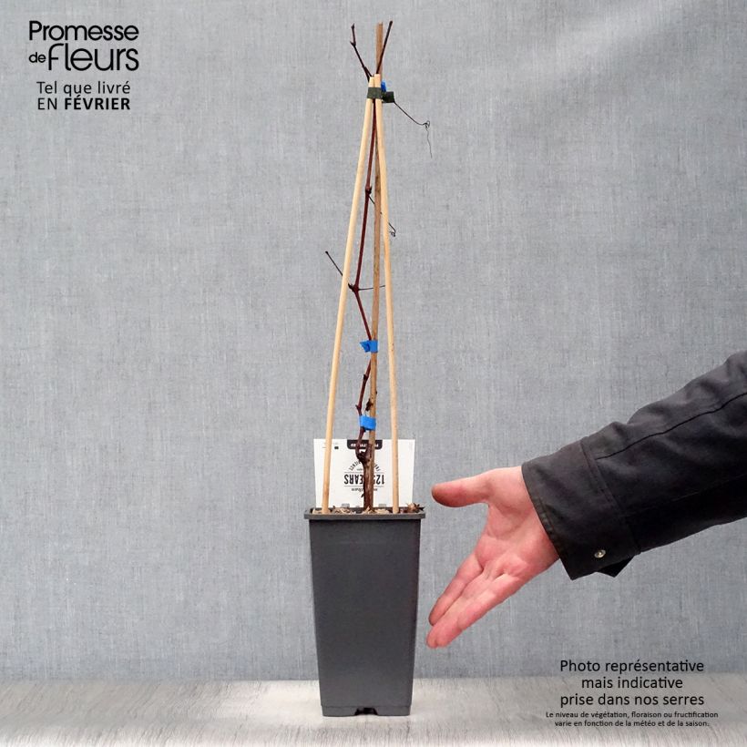 Spécimen de Vigne Boskoop Glory Pot de 1,5L/2L tel que livré en hiver