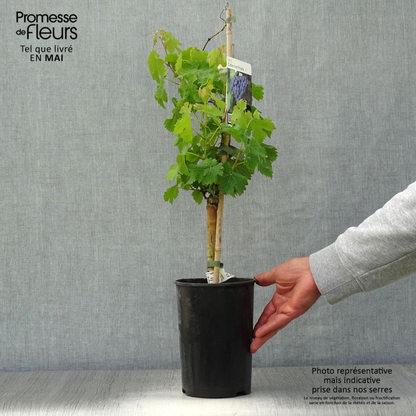 Spécimen de Vigne Cabernet Franc Pot de 2L/3L tel que livré au printemps
