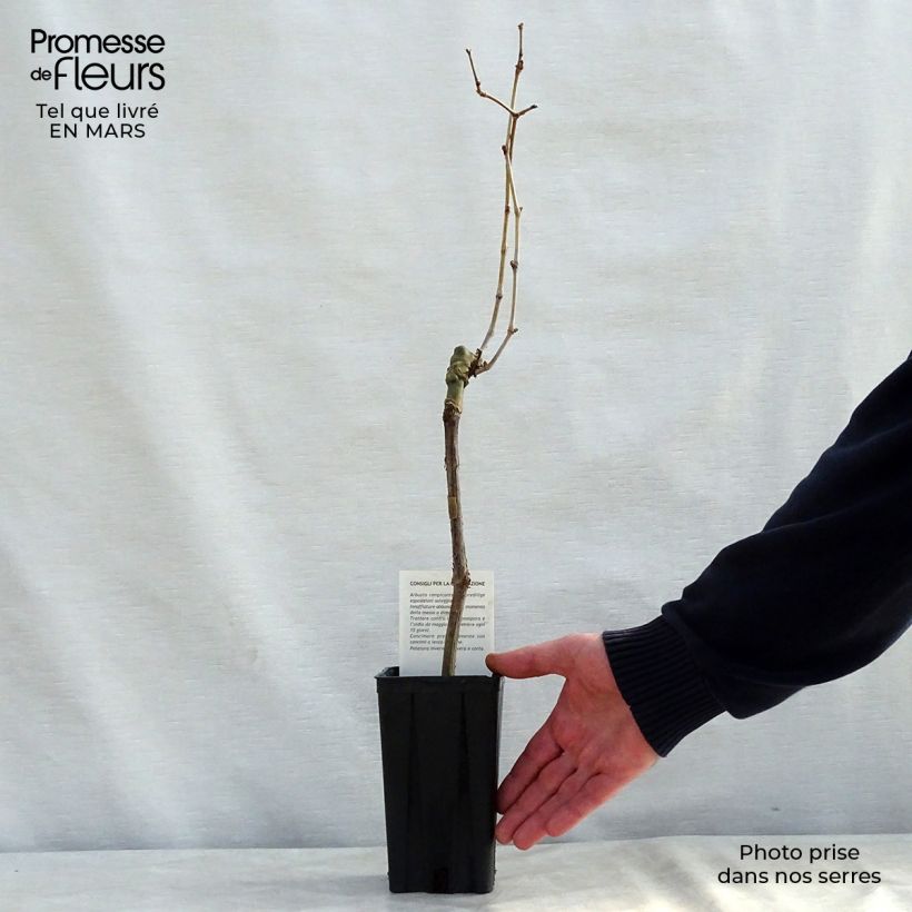 Spécimen de Vigne Cabernet Sauvignon - Vitis vinifera Pot de 1L/1,5L tel que livré en hiver