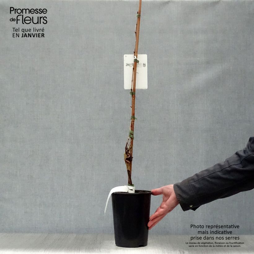 Spécimen de Vigne Chardonnay Pot de 2L/3L tel que livré en hiver