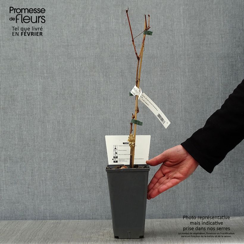 Spécimen de Vigne Chasselas Fontainebleau Pot de 2L/3L tel que livré en hiver