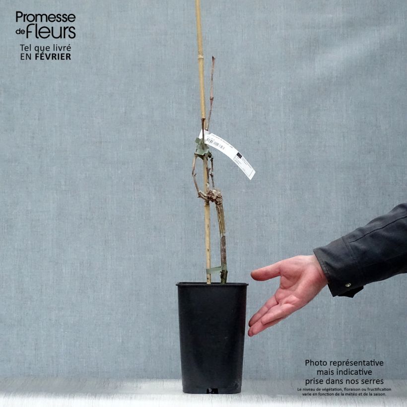 Spécimen de Vigne Dattier de Beyrouth Pot de 1,5L/2L tel que livré en hiver