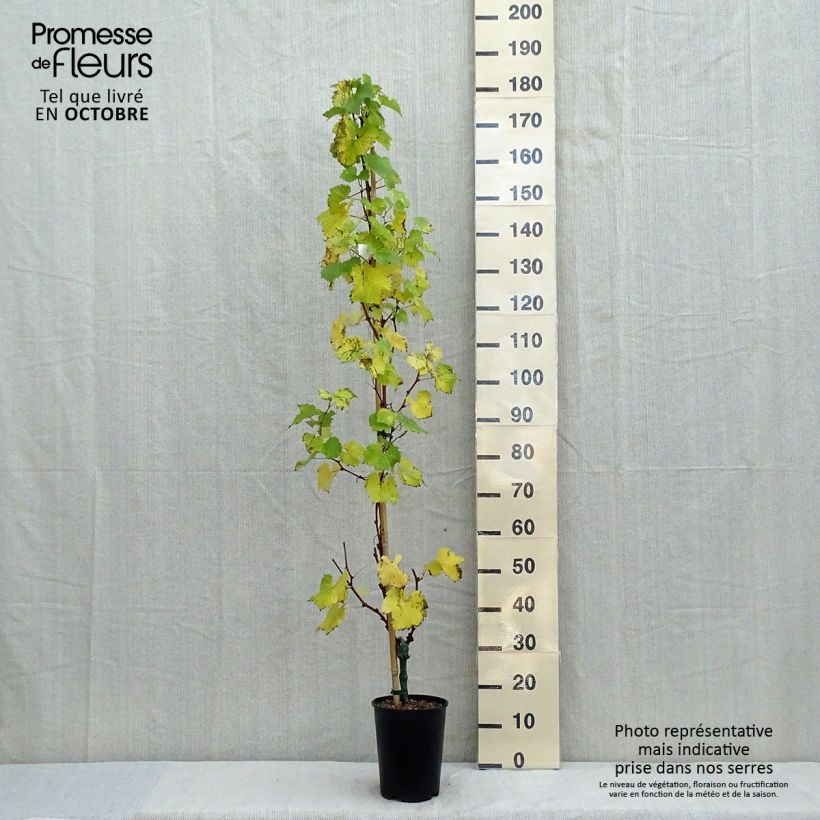 Spécimen de Vigne Evita Pot de 4L/5L tel que livré en automne