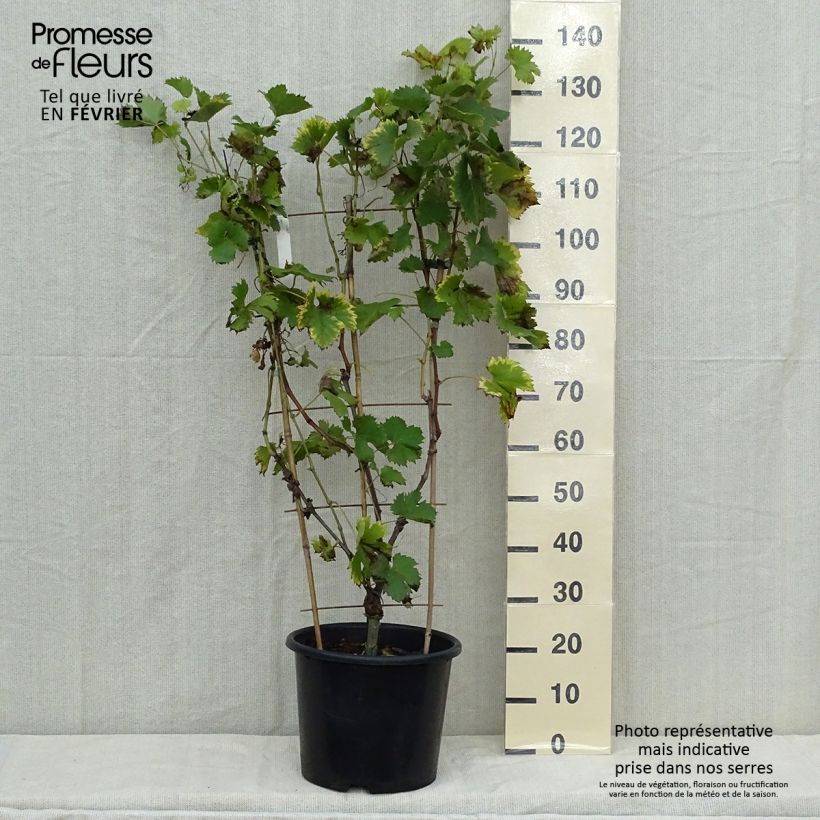 Spécimen de Vigne Fanny Pot de 12L/15L tel que livré en automne